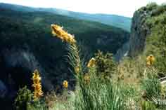 Большой каньон, цветы асфоделины.